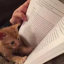 @plys.bookish.stuff