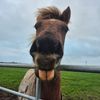 horsetiktoc