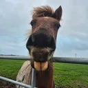 @horsetiktoc