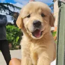 @golden_narqui