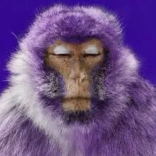 @ppurplemonkeii