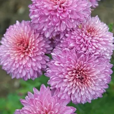 chrysanthemum.2