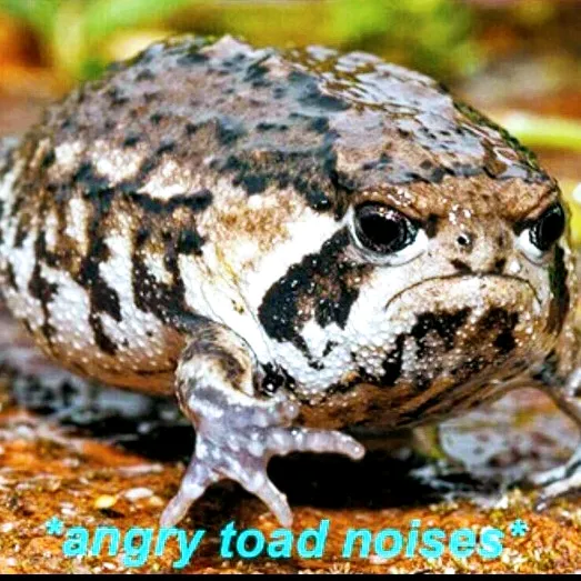 @angry_toad_75