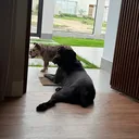 @dogsda7