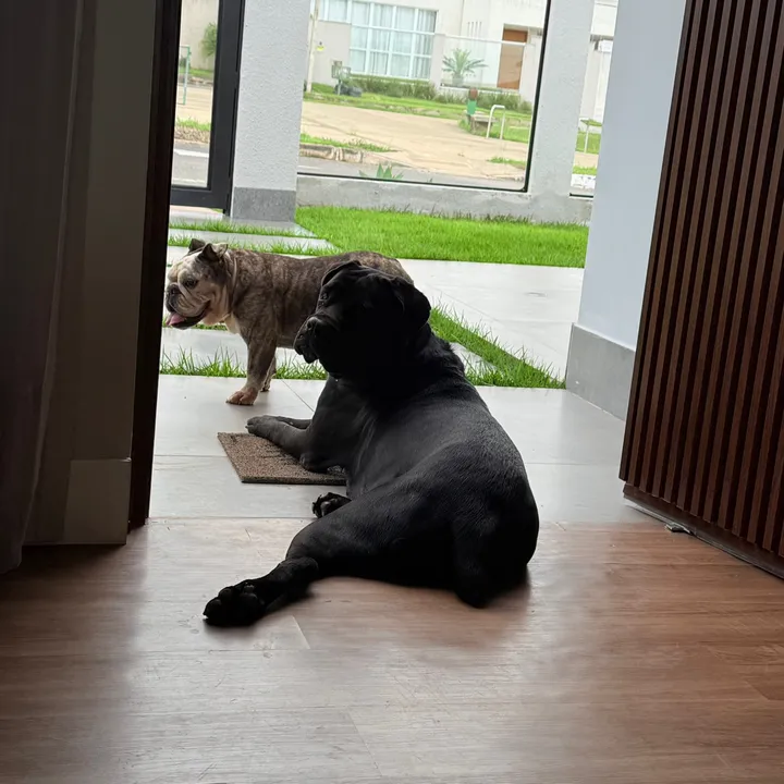 dogsda7