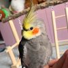 bibi.cockatiel5