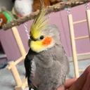 @bibi.cockatiel5