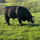 @j6cattle