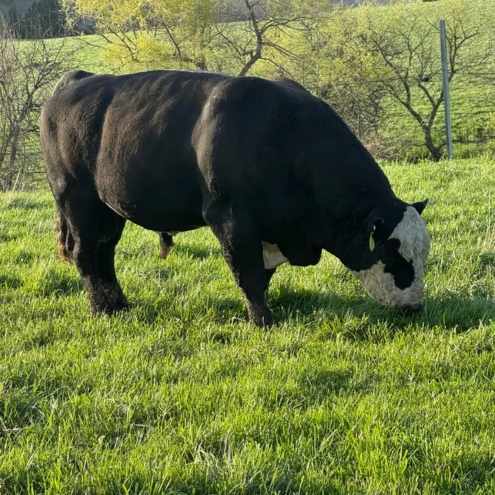 j6cattle