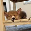 corgimonty