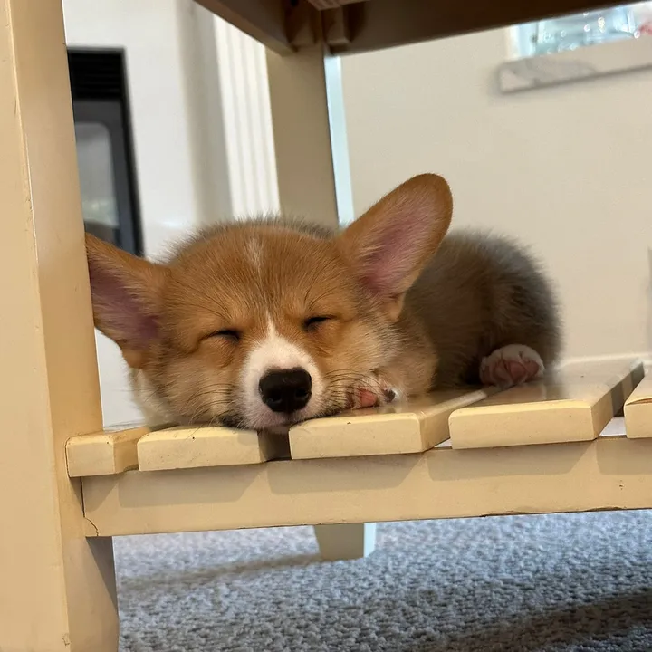 corgimonty