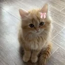 @lauren.a.miler