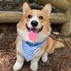 mrmonty_thecorgi