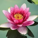 @desiaesthetics6