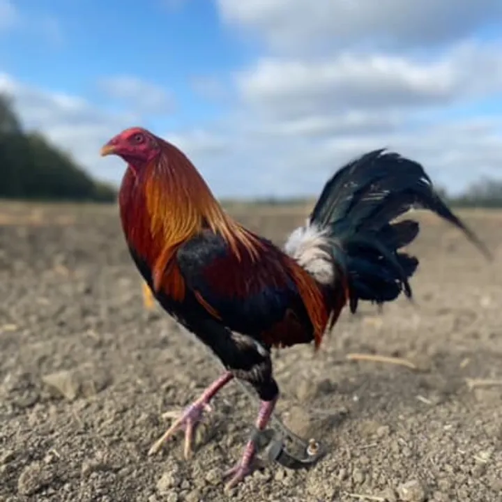 @loscalentanosfarm