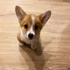 jasminkathecorgi