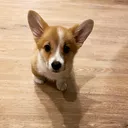@jasminkathecorgi