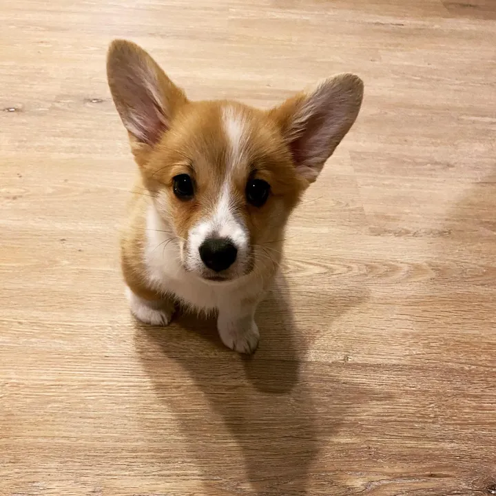 jasminkathecorgi