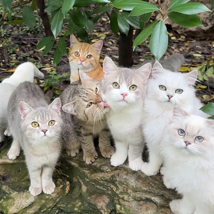 @cute_kitten770
