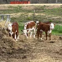 @riewestvalleyfarm