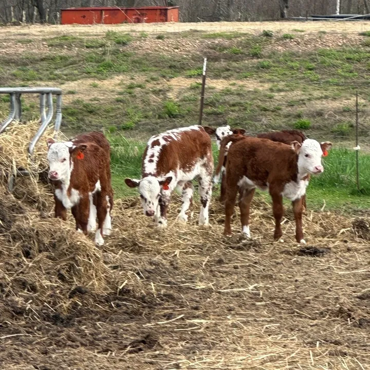 riewestvalleyfarm