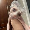 lisahamptonholder
