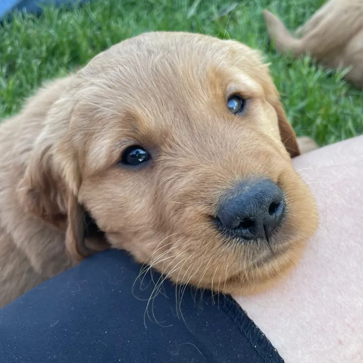 the.golden.cooper