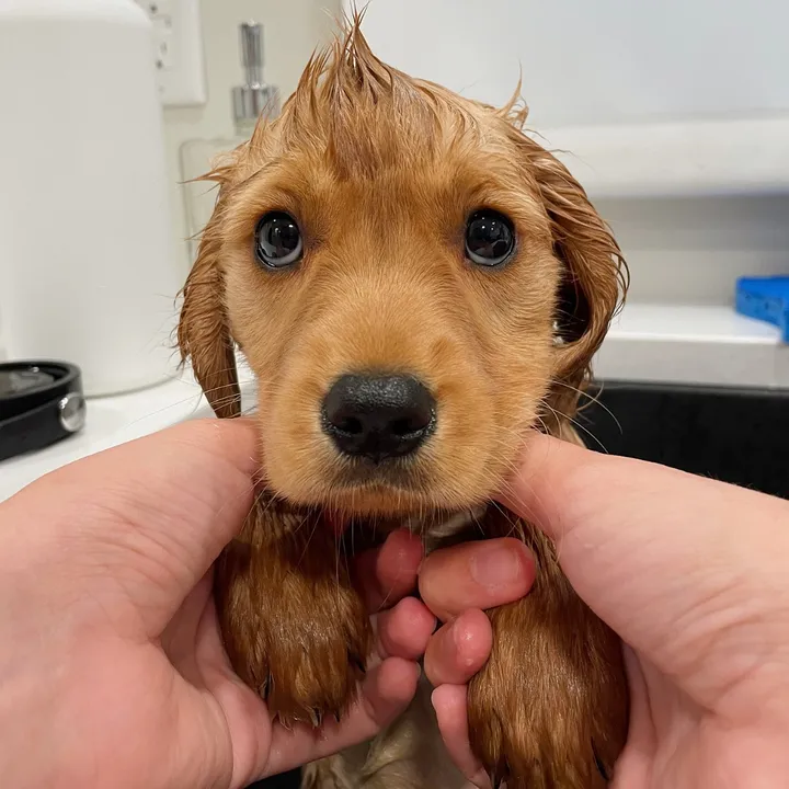 joeythegoldencavalier