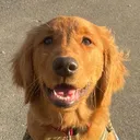 @finn.thegolden.boy