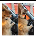 @parkcirclepetconcierge