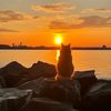 alexander_zrd
