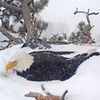 feathery_friends_family