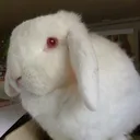 @cuti8s