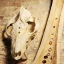 @theseoldbonez