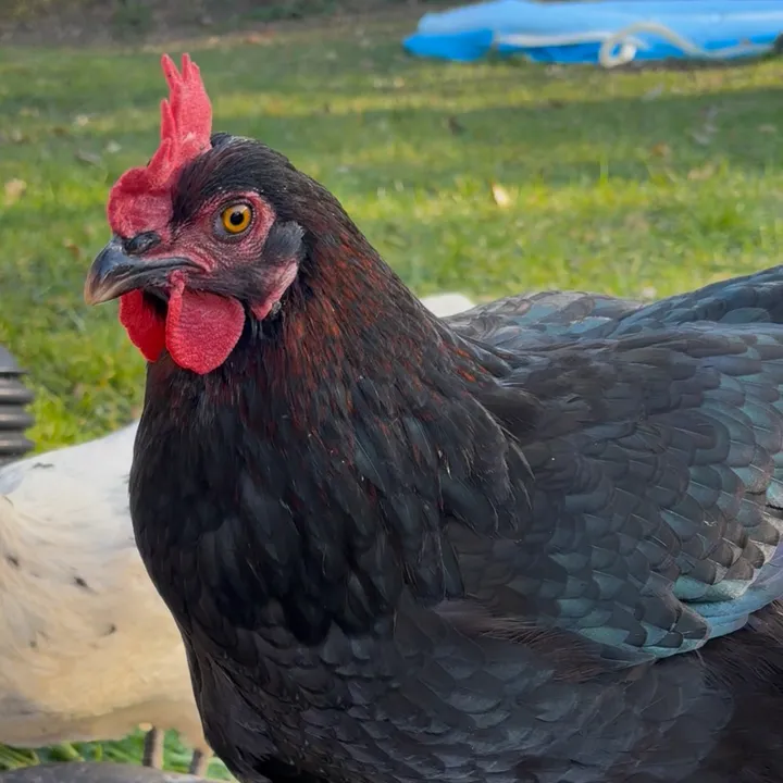 @chickenpatch_