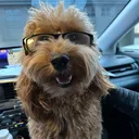 @tuckertheturlockdoodle