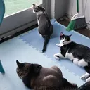 @ginncats420