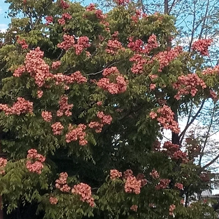 laemperadora18