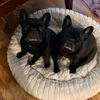 rosieandjaxx