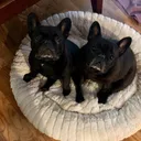 @rosieandjaxx
