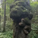 @naturesforestcore