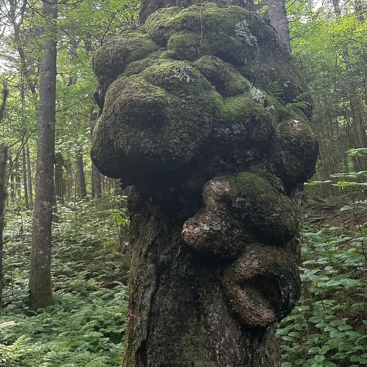 naturesforestcore
