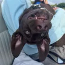 @boothechocolatelab