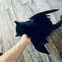 @meow.meow7175