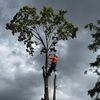 gotreeservices6