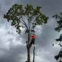 @gotreeservices6