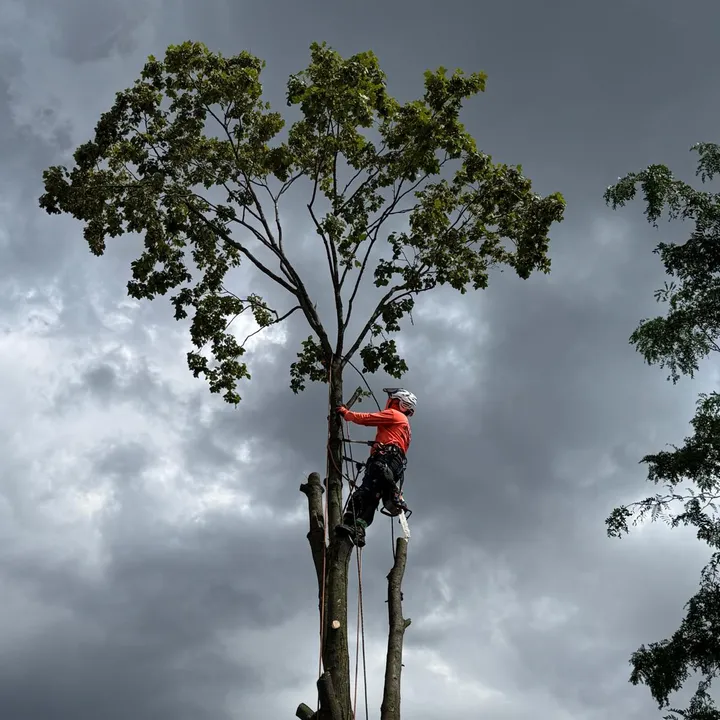 gotreeservices6