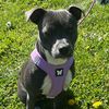 staffy.alya