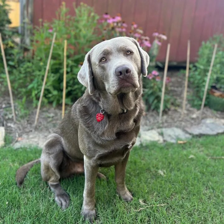hankthesilverlab