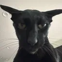 @hobbikats